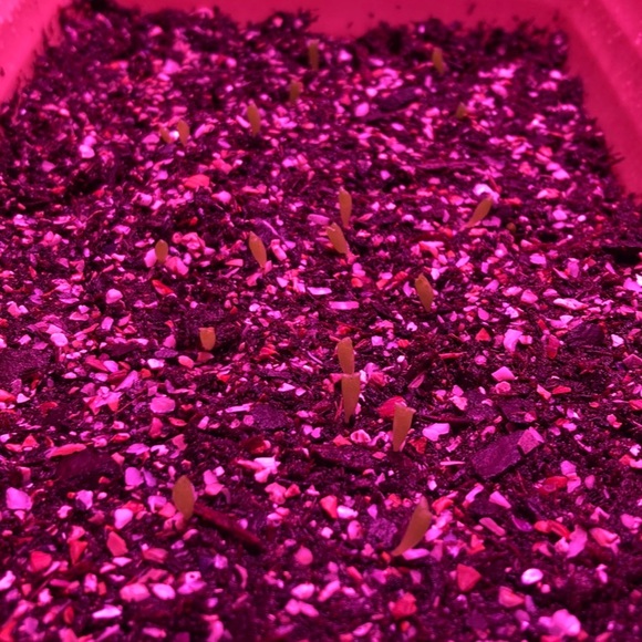 !Beginner Cactus Farmer! - Picture 5 of 6